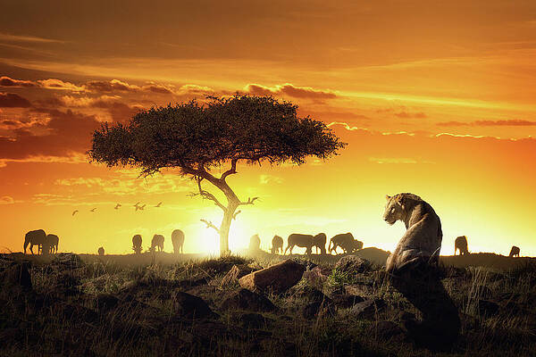 African Safari Sunset Scene With Lioness by Good Focused African Safari Sunset Scene With Lioness by Good Focused