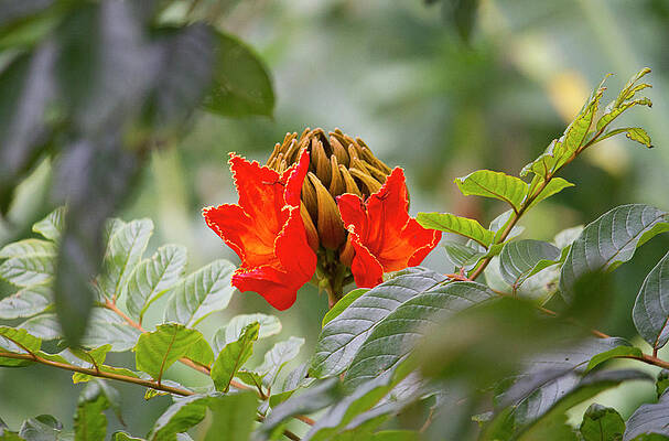 African Tulip Tree Flower by Venetia Featherstone-Witty African Tulip Tree Flower by Venetia Featherstone-Witty