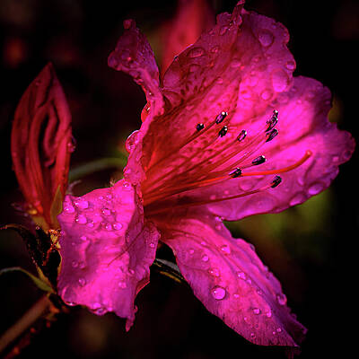 After the Rains by LARRY JONES After the Rains by LARRY JONES