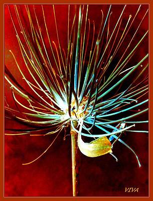 Agapanthus - Digital Celebration by VIVA Anderson Agapanthus - Digital Celebration by VIVA Anderson