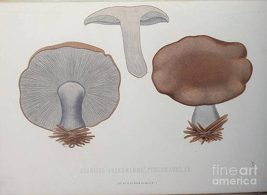 Agaricus Tricholoma personatus d1 Drawing by Botany | Fine ...