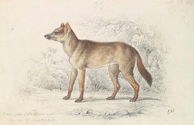 Aguara Dog of the Woods by Charles Hamilton Smith Aguara Dog of the Woods by Charles Hamilton Smith