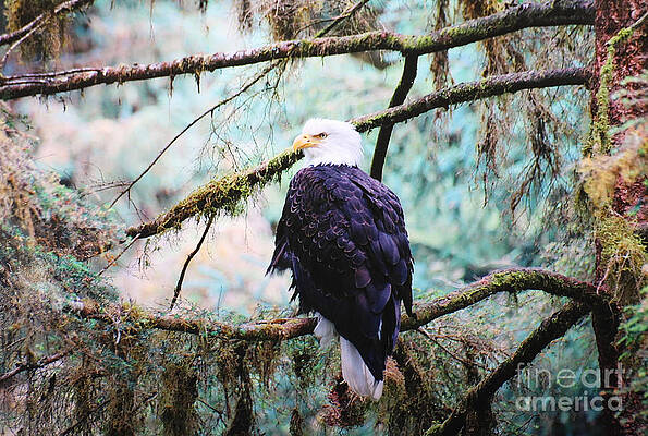 Wall Art - Digital Art - Alaska Bald Eagle by Doug Gist