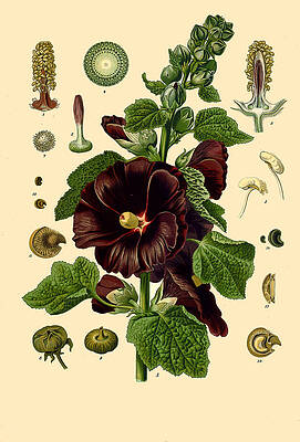 Alcea Rosea Print by Walther Otto Mueller