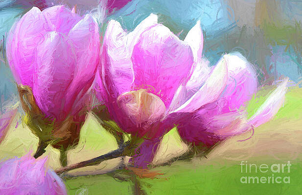 Alexandrina Saucer Magnolias by Diana Mary Sharpton Alexandrina Saucer Magnolias by Diana Mary Sharpton