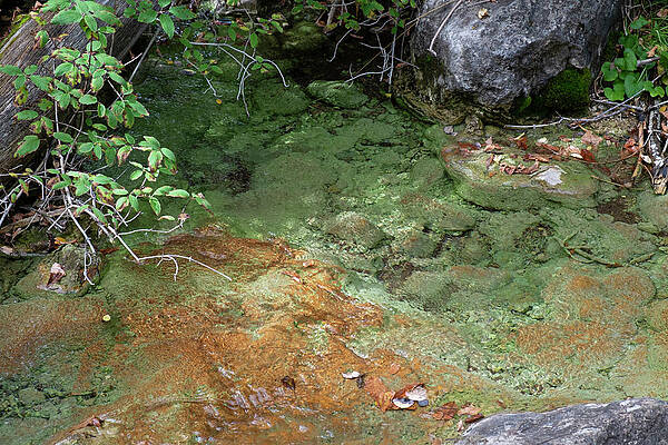 Wall Art - Photograph - Algae of Orange and Green by Mary Lee Dereske