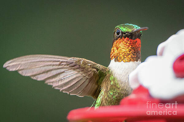 All the buzz by Amfmgirl Photography All the buzz by Amfmgirl Photography