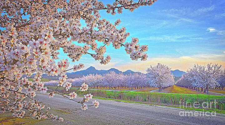 Almond Blossom Light Dream by Michelle Zearfoss