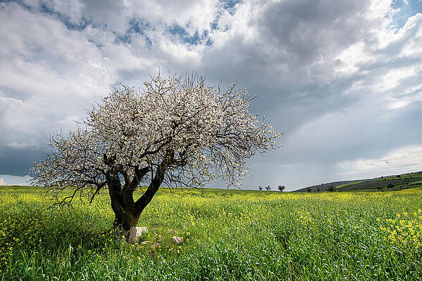 Wall Art - Photograph - Almond tree with blossoms against cloudy sky. by Michalakis Ppalis