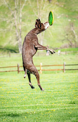 Almost got it by Judi Dressler Almost got it by Judi Dressler