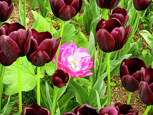 Alone Pink Tulip by AYDIN GULEC Alone Pink Tulip by AYDIN GULEC