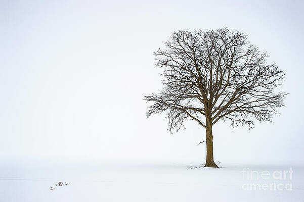 Alone by Tony Beck Alone by Tony Beck