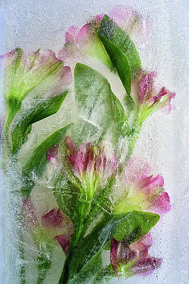 Alstromeria in Ice by Carol Eade Alstromeria in Ice by Carol Eade