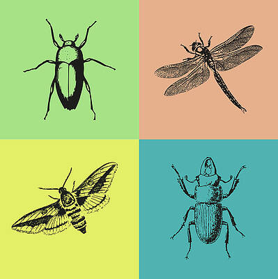 Wall Art - Photograph - Am I Bugging You by Printed View