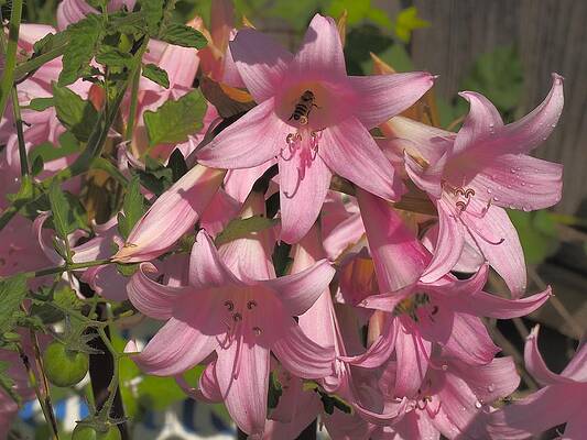 Amaryllis Plus Bee by Richard Thomas Amaryllis Plus Bee by Richard Thomas
