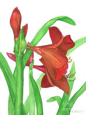 Amaryllis Red by Albert Massimi Amaryllis Red by Albert Massimi