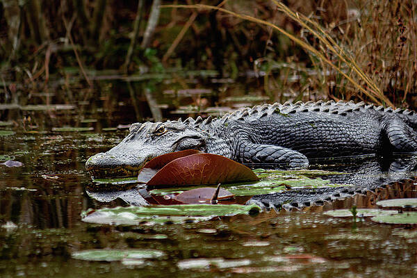 Wall Art - Photograph - American Alligator by Cindy Robinson