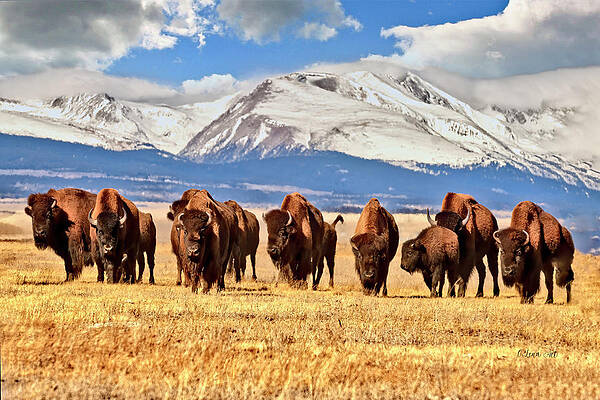 American Bison are Grazing in a Field in Colorado, Surrounded by Mountains Covered in Snow by O Lena American Bison are Grazing in a Field in Colorado, Surrounded by Mountains Covered in Snow by O Lena