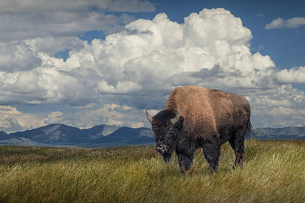 American Buffalo out West by Randall Nyhof American Buffalo out West by Randall Nyhof