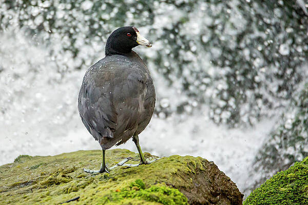 American Coot by AJ Reinhart American Coot by AJ Reinhart