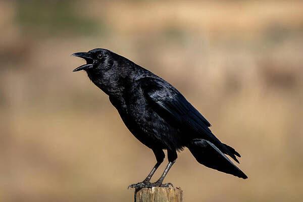 American Crow Calling by Bradford Martin American Crow Calling by Bradford Martin