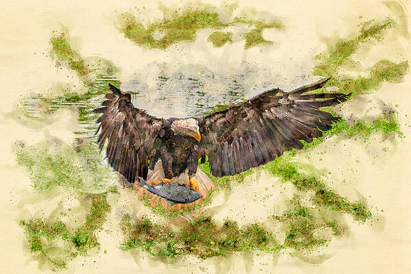 American Eagle Watercolor by Luis G Amor - Lugamor American Eagle Watercolor by Luis G Amor - Lugamor