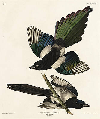 American Magpie Print by Robert Havell