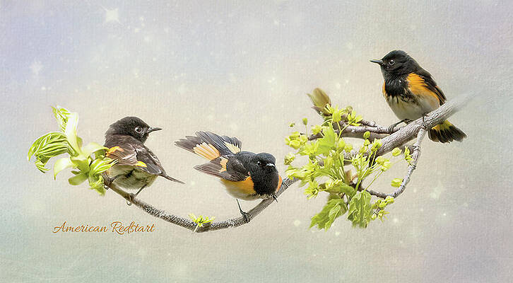 American Redstart Trio with Identification by Patti Deters American Redstart Trio with Identification by Patti Deters