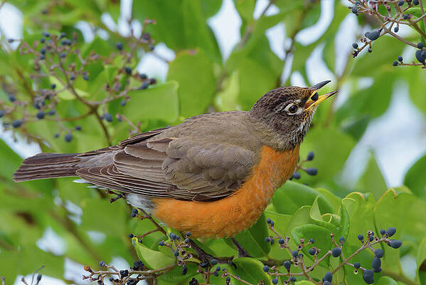 American Robin Finds Privet Berries by Nancy Gleason American Robin Finds Privet Berries by Nancy Gleason