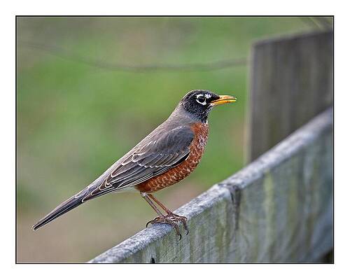 American Robin by John Benedict American Robin by John Benedict