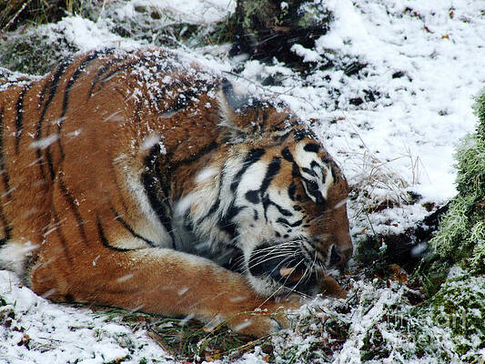 Amur Tiger feeding in snow by Phil Banks Amur Tiger feeding in snow by Phil Banks