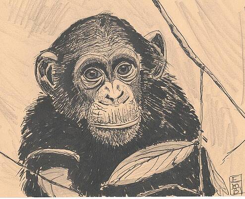 Monkey Face Drawings Fine Art America