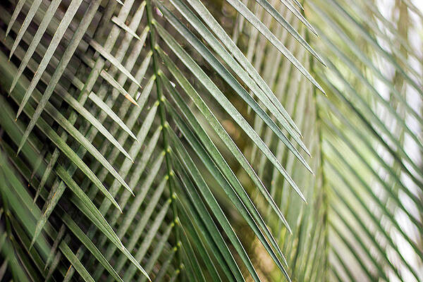 Wall Art - Photograph - An abstract art background of a green pointy leave. Nature in the garden by Arpan Bhatia