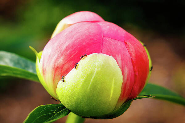 Wall Art - Photograph - An Ants Journey to help a Peony by Robert Niemeier
