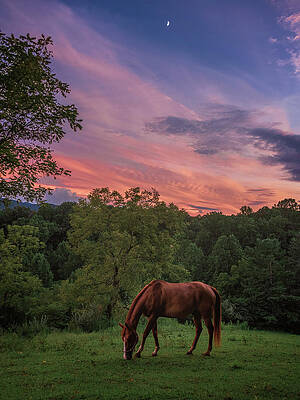 An Equine Sunset by Tricia Louque An Equine Sunset by Tricia Louque