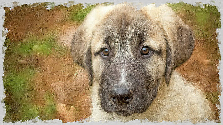 Anatolian Shepherd Puppy II by SL Ernst Anatolian Shepherd Puppy II by SL Ernst