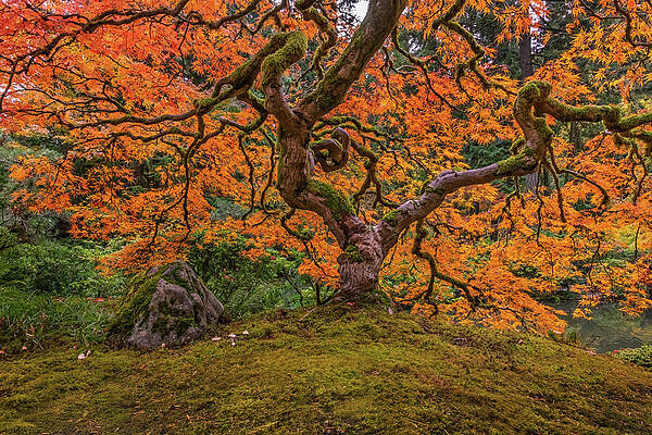 Ancient Maple Tree in Autumn Wall Art