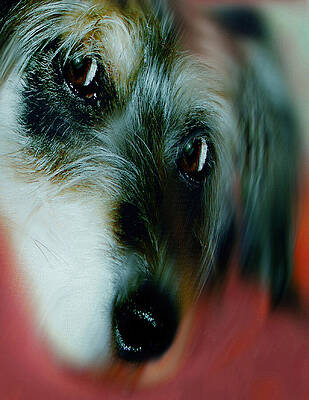 And this is Sparky 28 by Miss Pet Sitter And this is Sparky 28 by Miss Pet Sitter