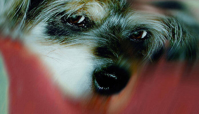 And this is Sparky 32 by Miss Pet Sitter And this is Sparky 32 by Miss Pet Sitter