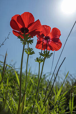 Wall Art - Photograph - Anemones by Dubi Roman