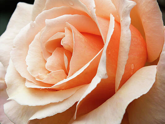 Angled Rose by Tara Krauss Angled Rose by Tara Krauss