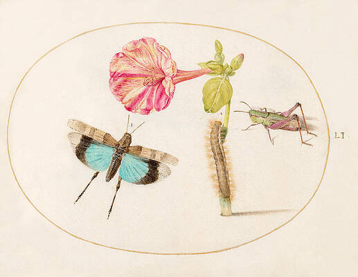 Animalia Rationalia Et Insecta, Plate Li Print by Joris Hoefnagel