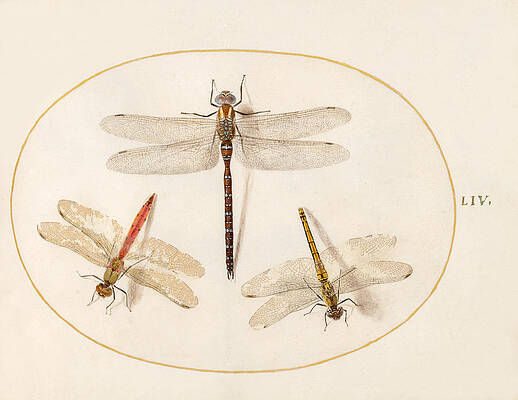 Animalia Rationalia Et Insecta, Plate Liv Print by Joris Hoefnagel