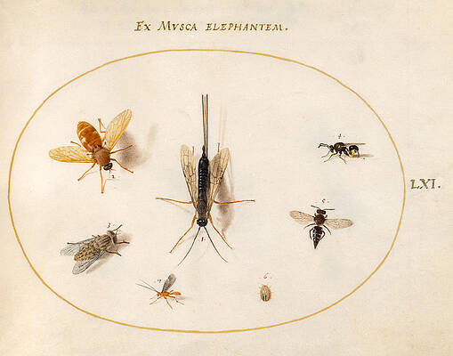 Animalia Rationalia Et Insecta, Plate Lxi Print by Joris Hoefnagel