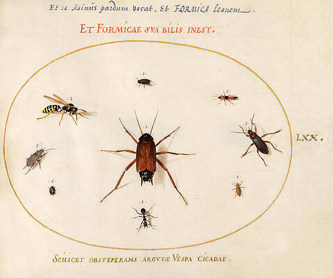 Animalia Rationalia Et Insecta, Plate Lxx Print by Joris Hoefnagel