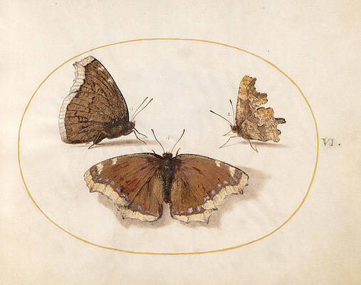 Animalia Rationalia Et Insecta, Plate Vi Print by Joris Hoefnagel