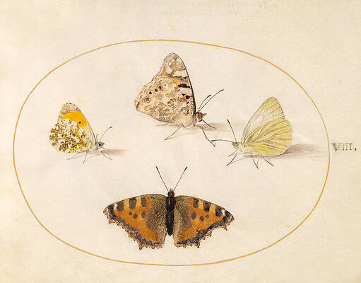 Animalia Rationalia Et Insecta, Plate Viii Print by Joris Hoefnagel