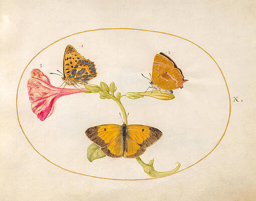 Animalia Rationalia Et Insecta, Plate X Print by Joris Hoefnagel