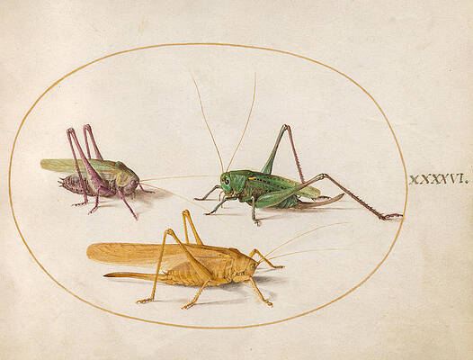 Animalia Rationalia Et Insecta, Plate Xlvi Print by Joris Hoefnagel