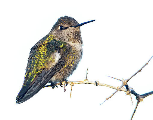 Anna's Hummingbird 2571-010320-2 by Tam Ryan Anna's Hummingbird 2571-010320-2 by Tam Ryan